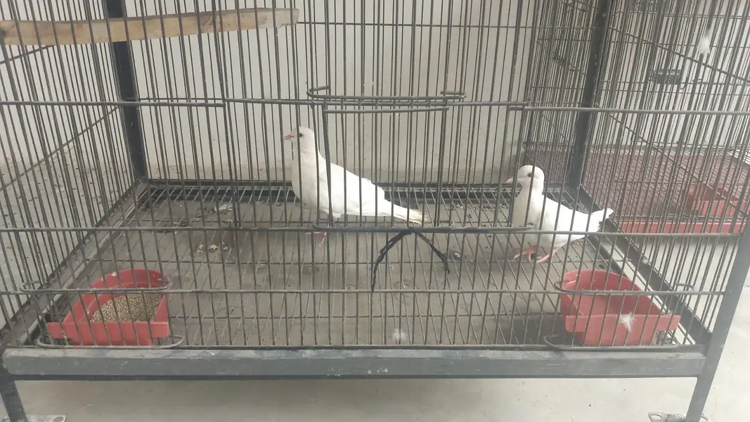 Male beautiful parrot fianl price 3200 ring sata — photo 5