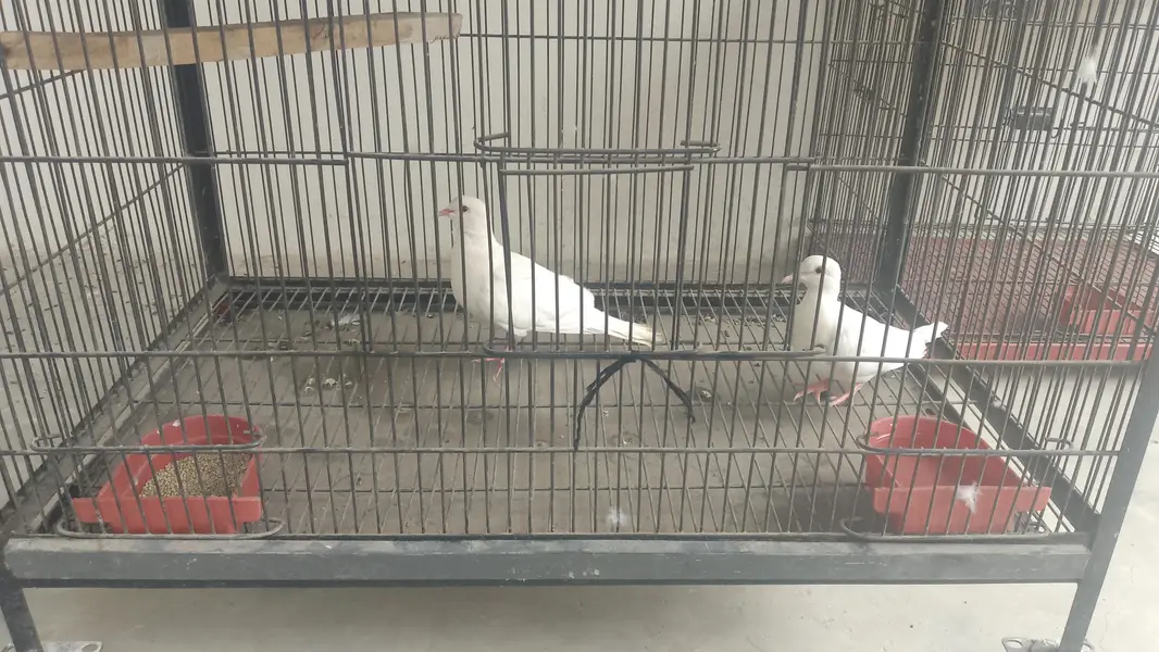 Male beautiful parrot fianl price 3200 ring sata — photo 6