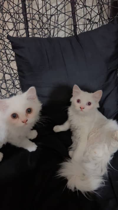 Cat pair for sale