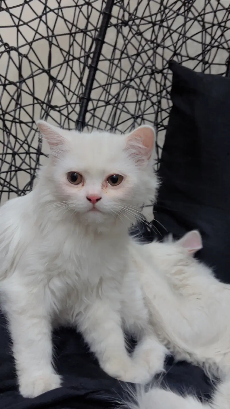 Cat pair for sale — photo 4