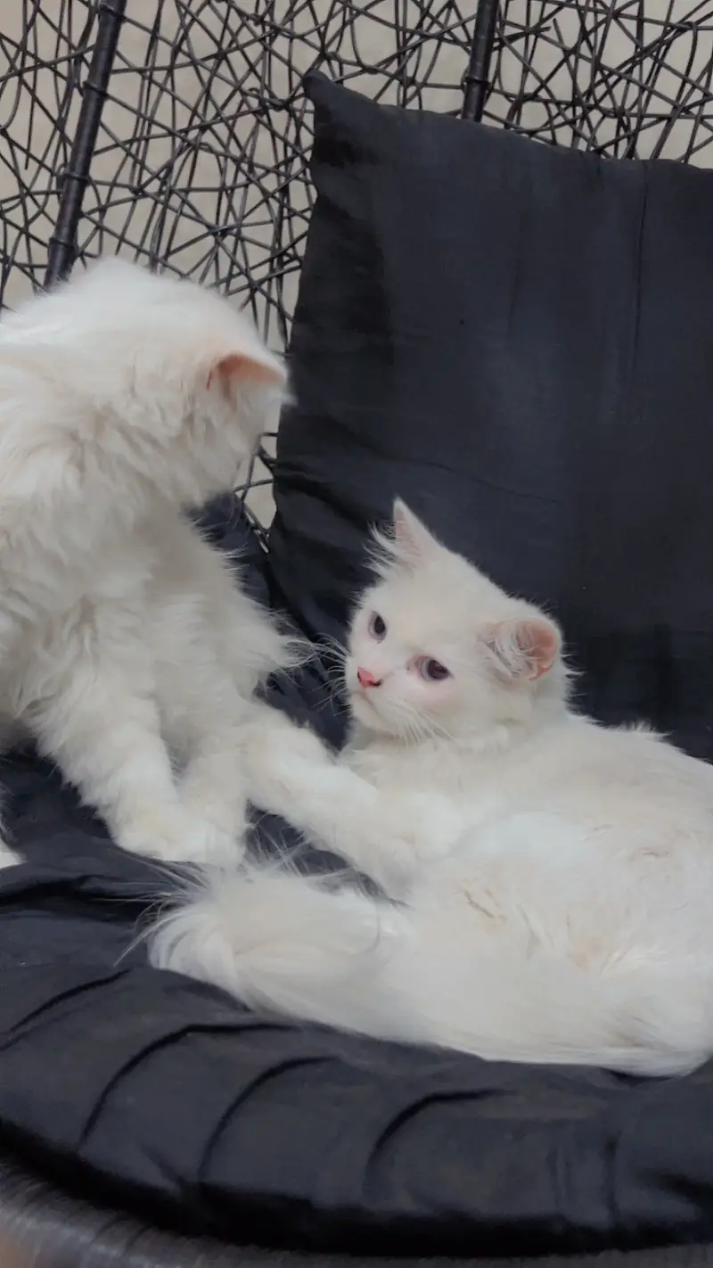 Cat pair for sale — photo 6