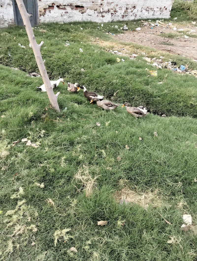 Rao furqan — photo 3