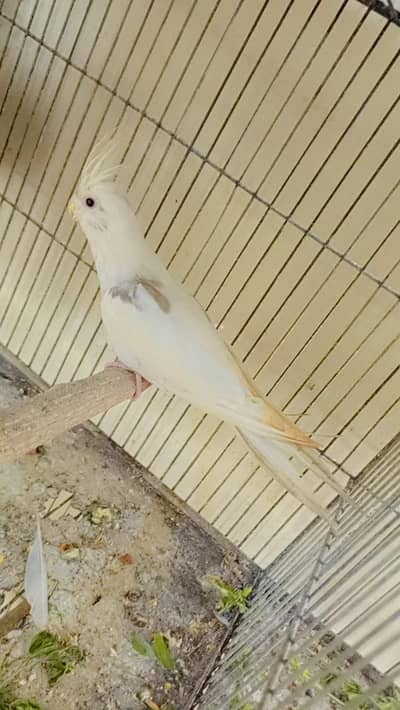 v pied female. 03364306545