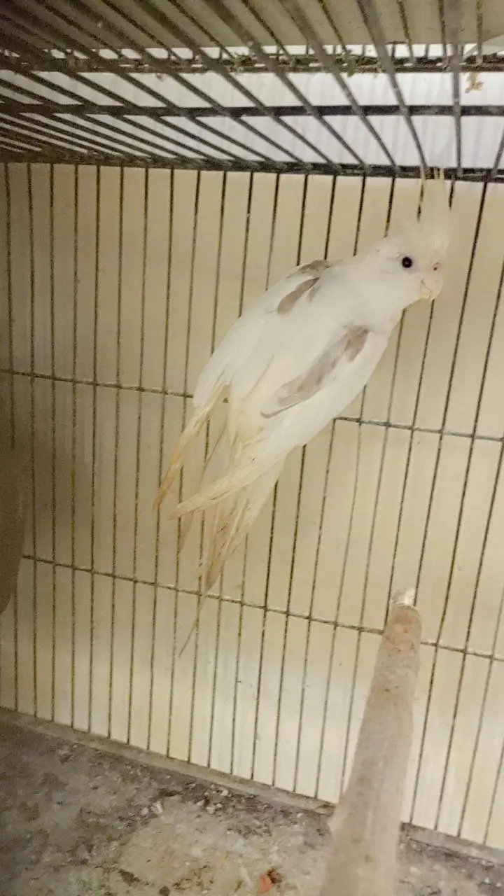 v pied female. 03364306545 — photo 2