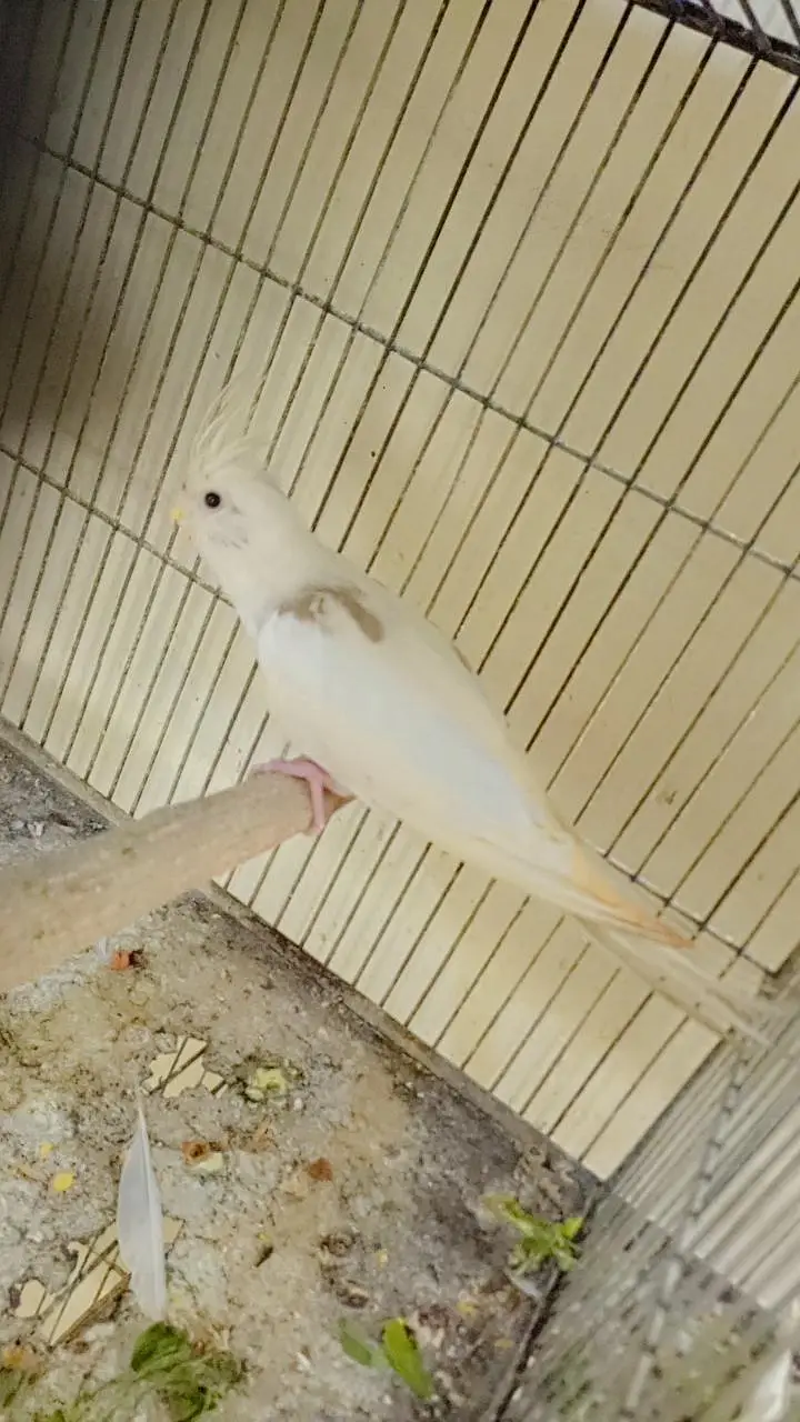 v pied female. 03364306545 — photo 3