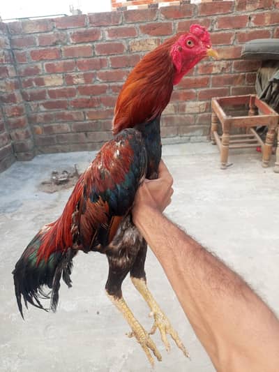 healthy and active Bird contact my WhatsApp number . 03.27. 16.83. 83.3.