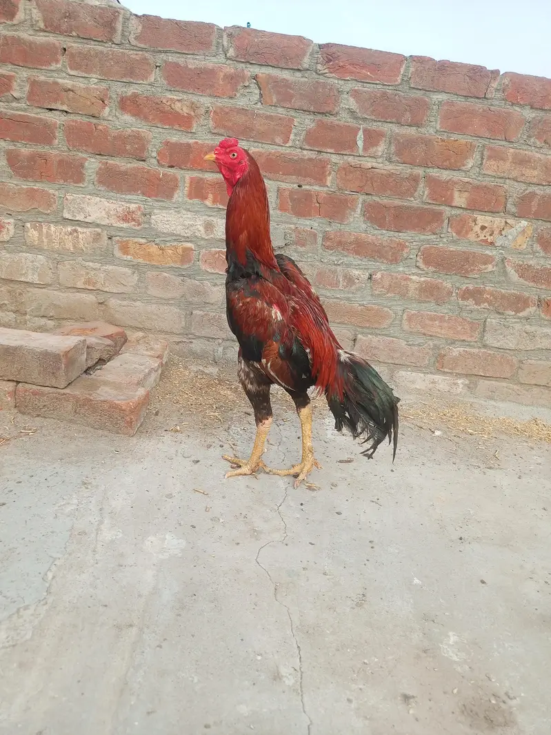 healthy and active Bird contact my WhatsApp number . 03.27. 16.83. 83.3. — photo 2