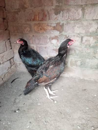 healthy and active Bird contact my WhatsApp number . 03.27. 16.83. 83.3.