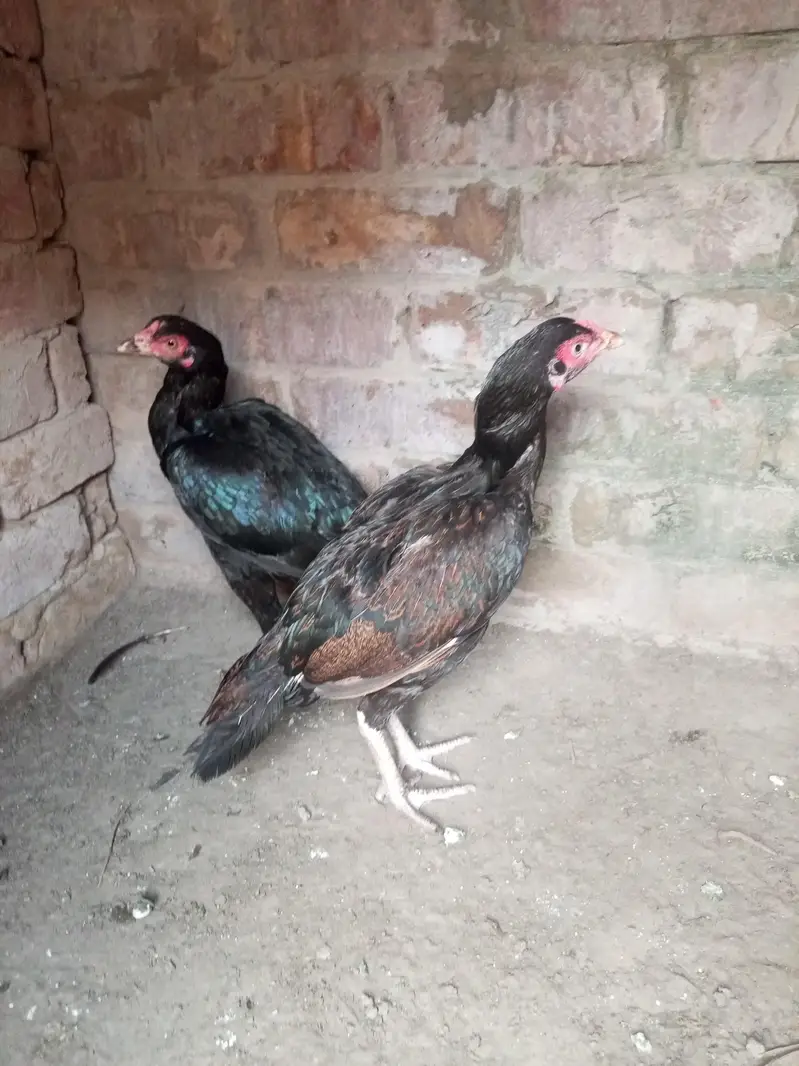 healthy and active Bird contact my WhatsApp number . 03.27. 16.83. 83.3. — photo 3