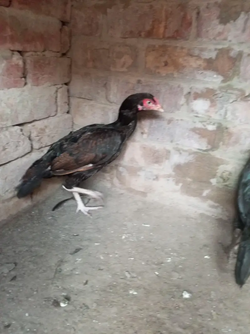 healthy and active Bird contact my WhatsApp number . 03.27. 16.83. 83.3. — photo 4
