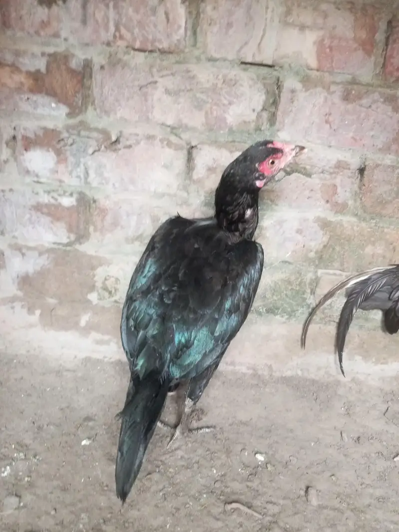 healthy and active Bird contact my WhatsApp number . 03.27. 16.83. 83.3. — photo 5