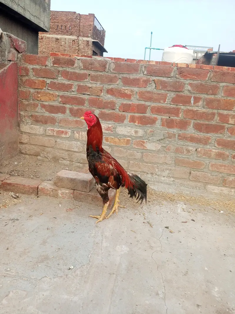 healthy and active Bird contact my WhatsApp number . 03.27. 16.83. 83.3. — photo 6