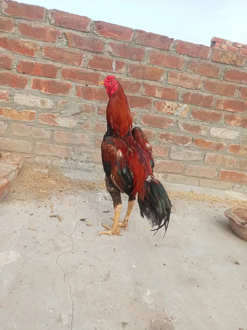 healthy and active Bird contact my WhatsApp number . 03.27. 16.83. 83.3. — photo 7