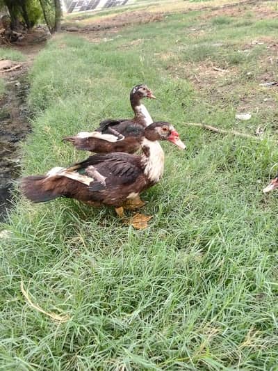 muscovy ducks