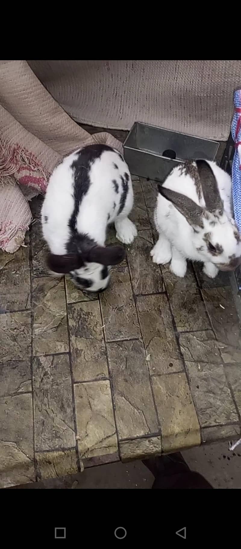 mini checkered 14