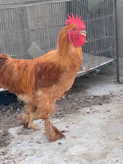 Golden buff brahma male