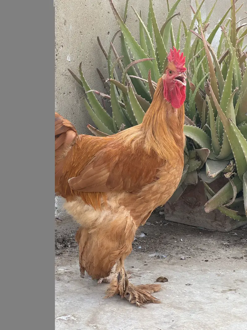 Golden buff brahma male — photo 2