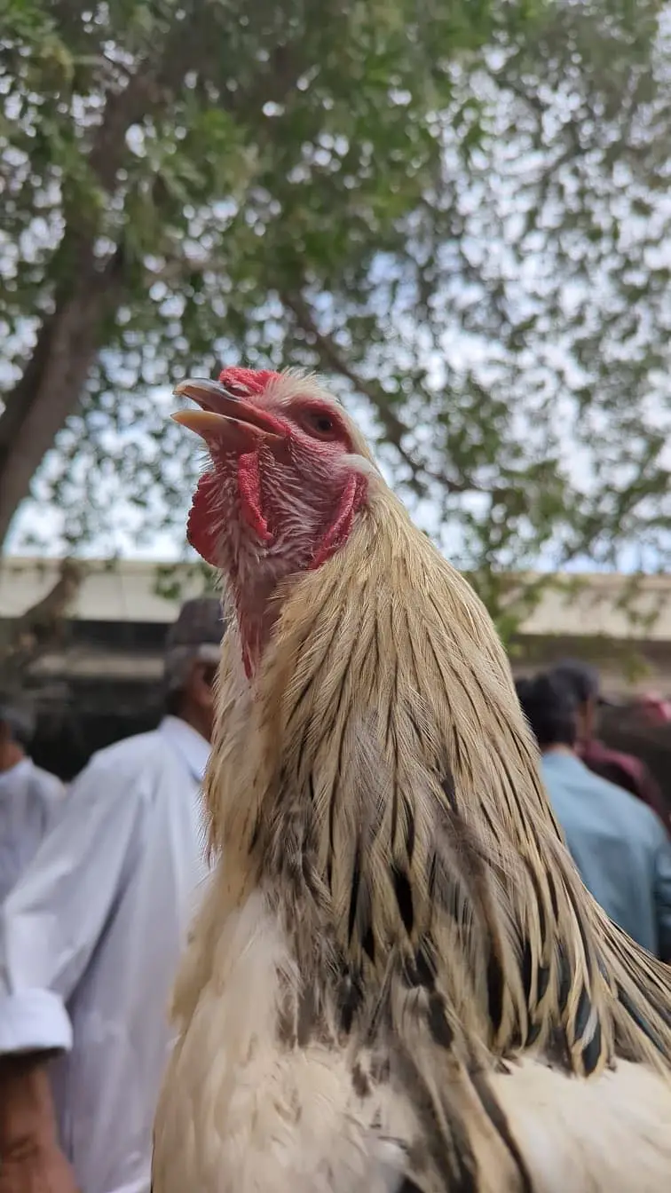 Golden buff brahma male — photo 4