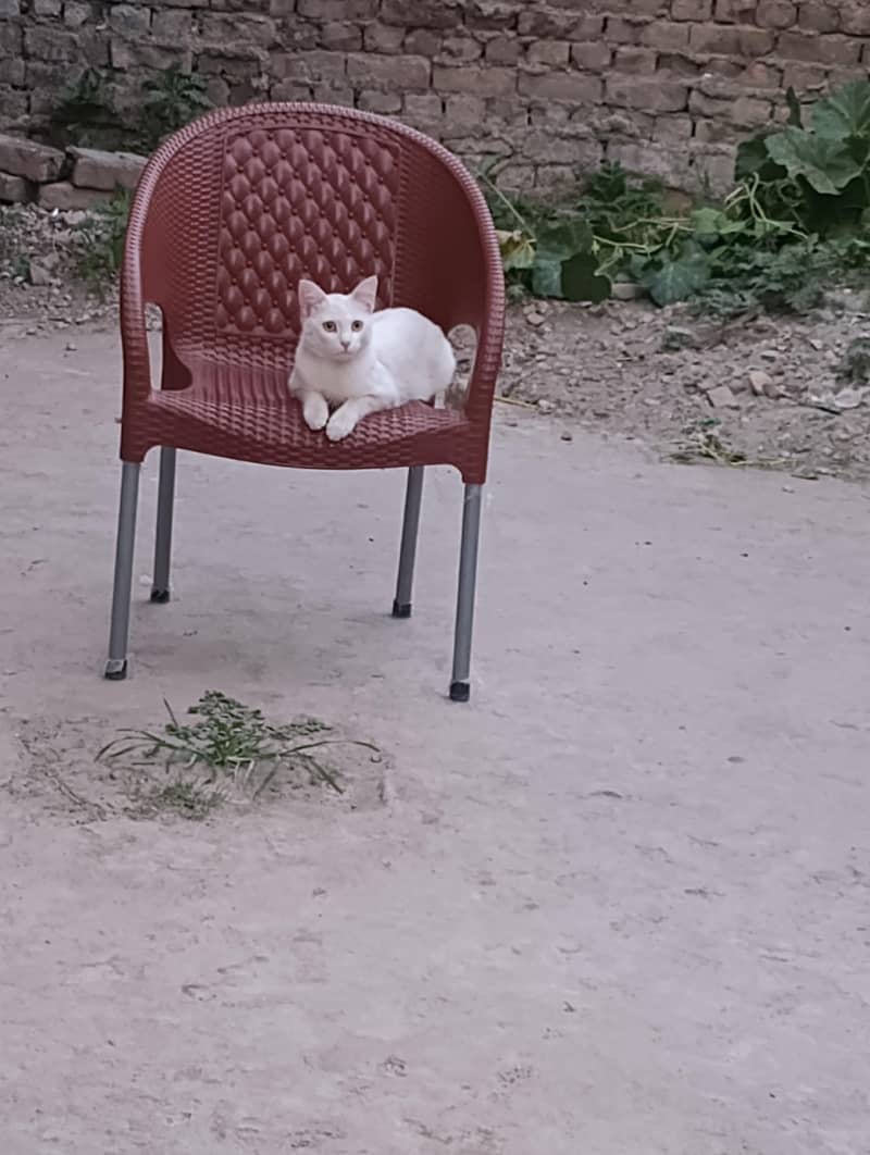 Persian Cate 0