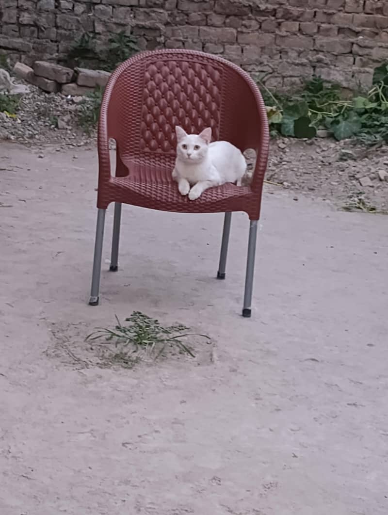 Persian Cate 1