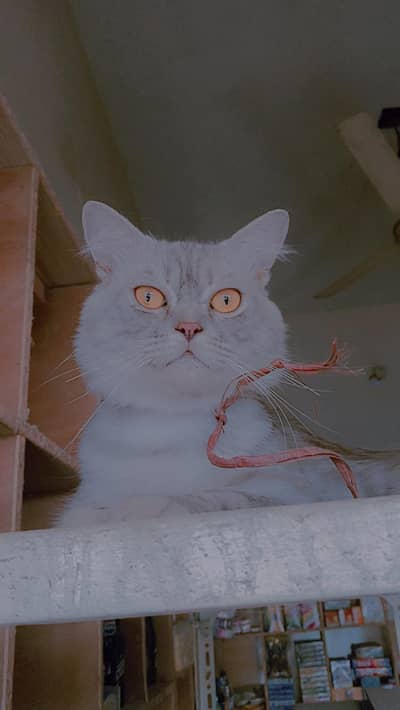 Persian cat