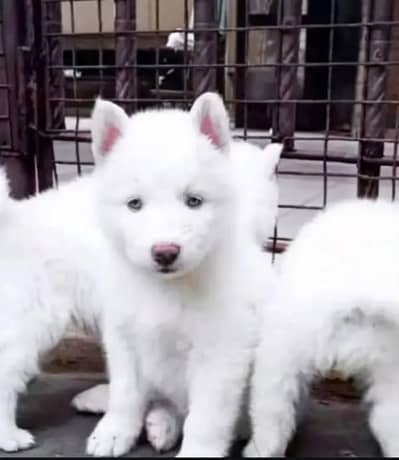 Siberian husky puppy