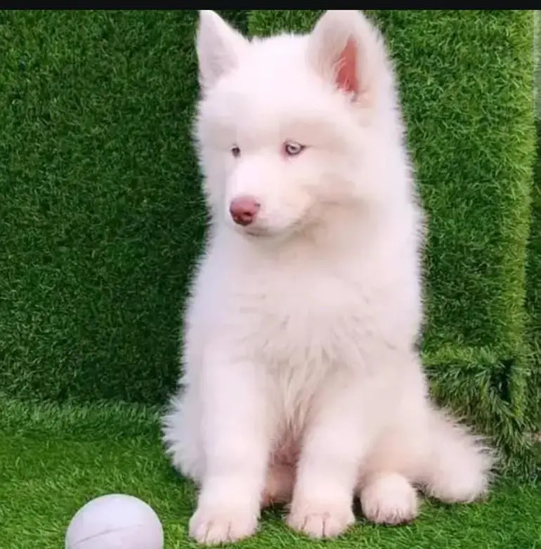 Siberian husky puppy — photo 2