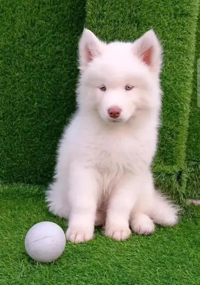 Siberian husky puppy — photo 3