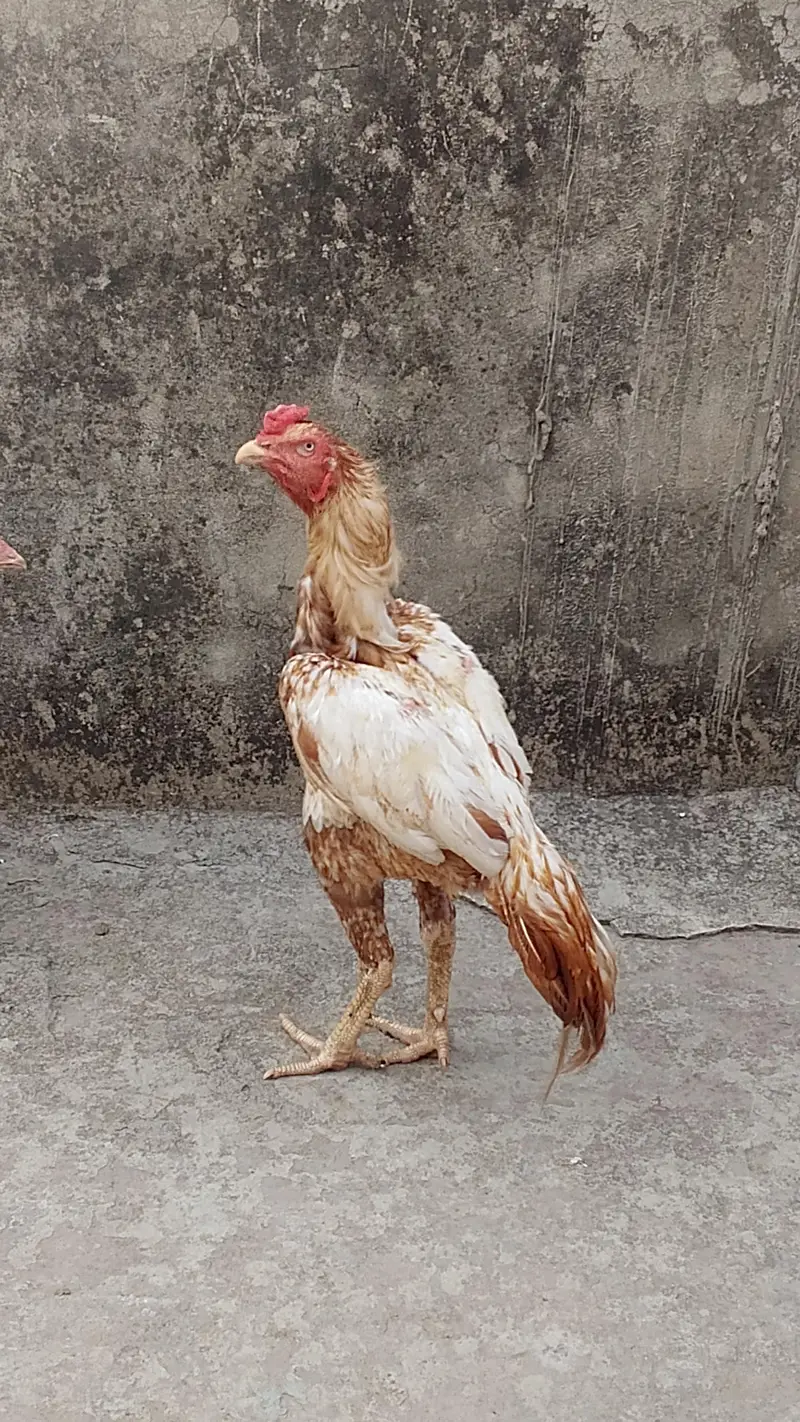 lakha murga aseel — photo 2