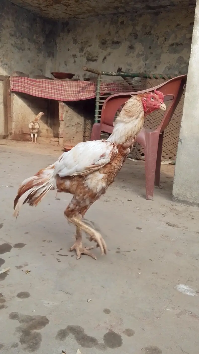 lakha murga aseel — photo 3