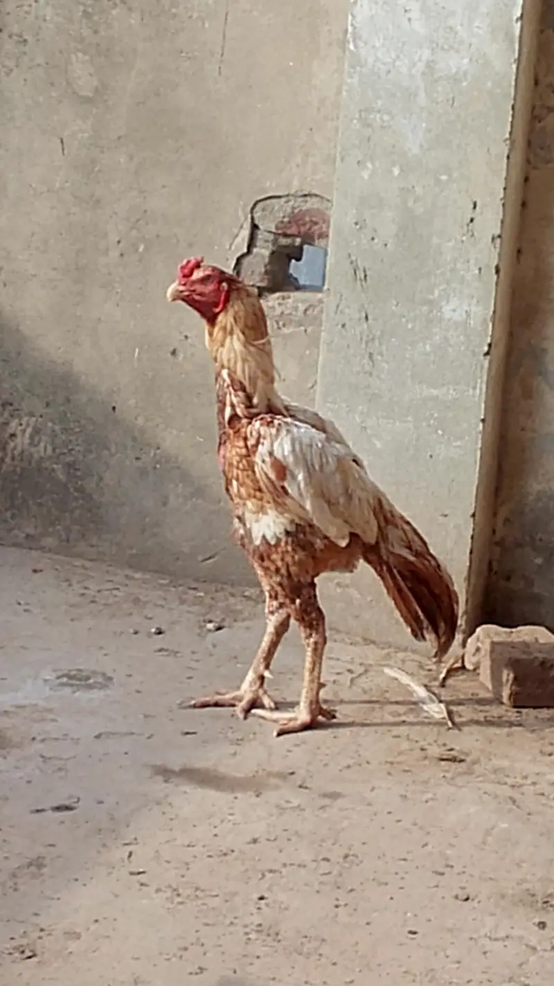 lakha murga aseel — photo 4