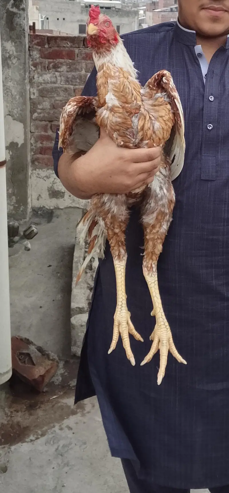lakha murga aseel — photo 6