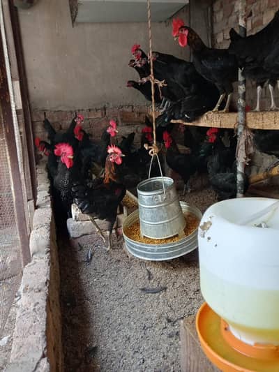 Black Australorp Male