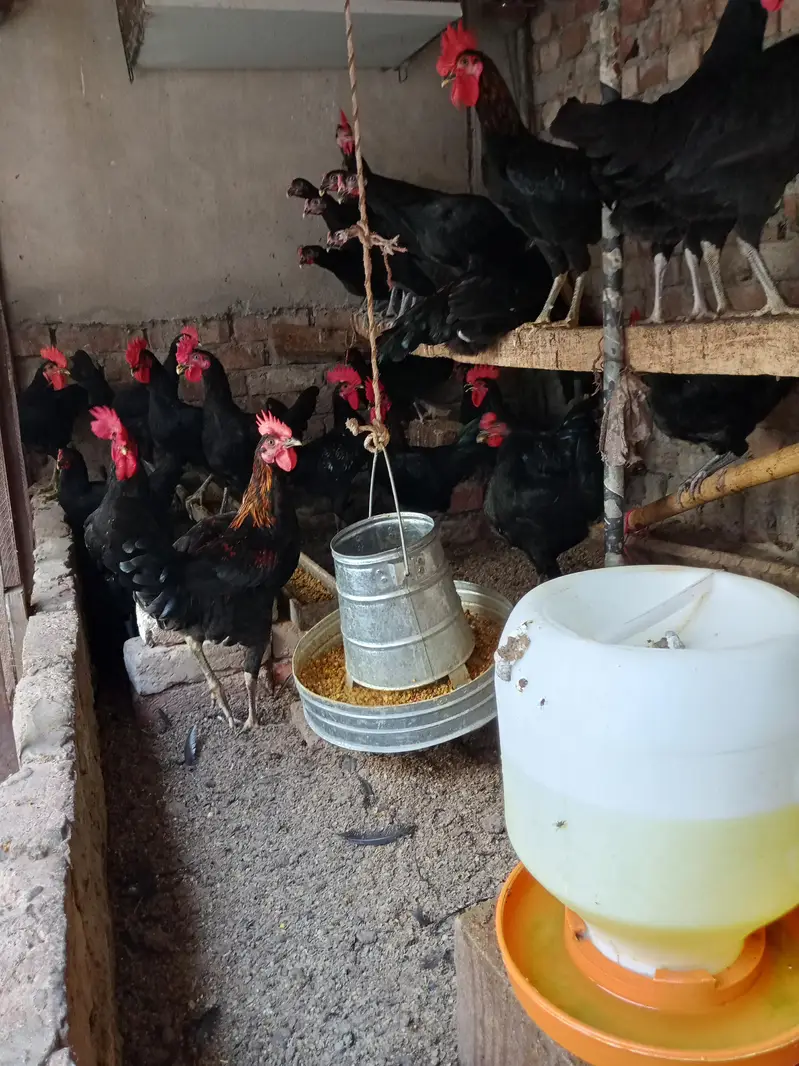 Black Australorp Male — photo 2