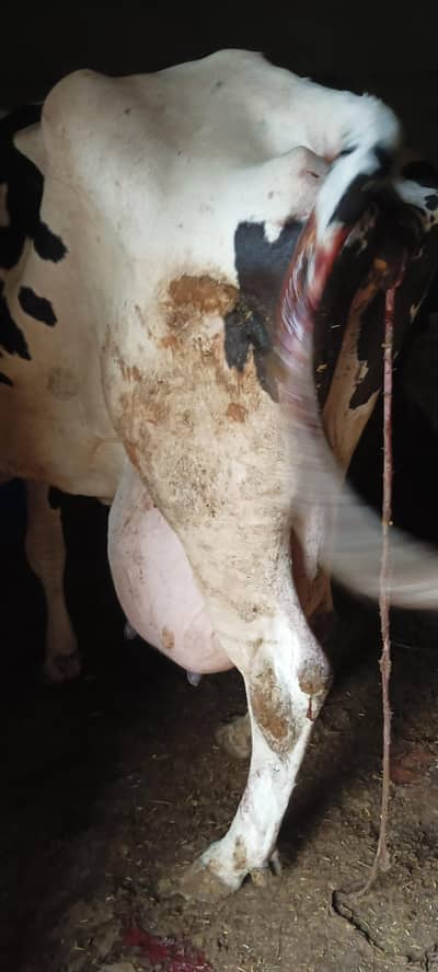 Australian breed cow for sell