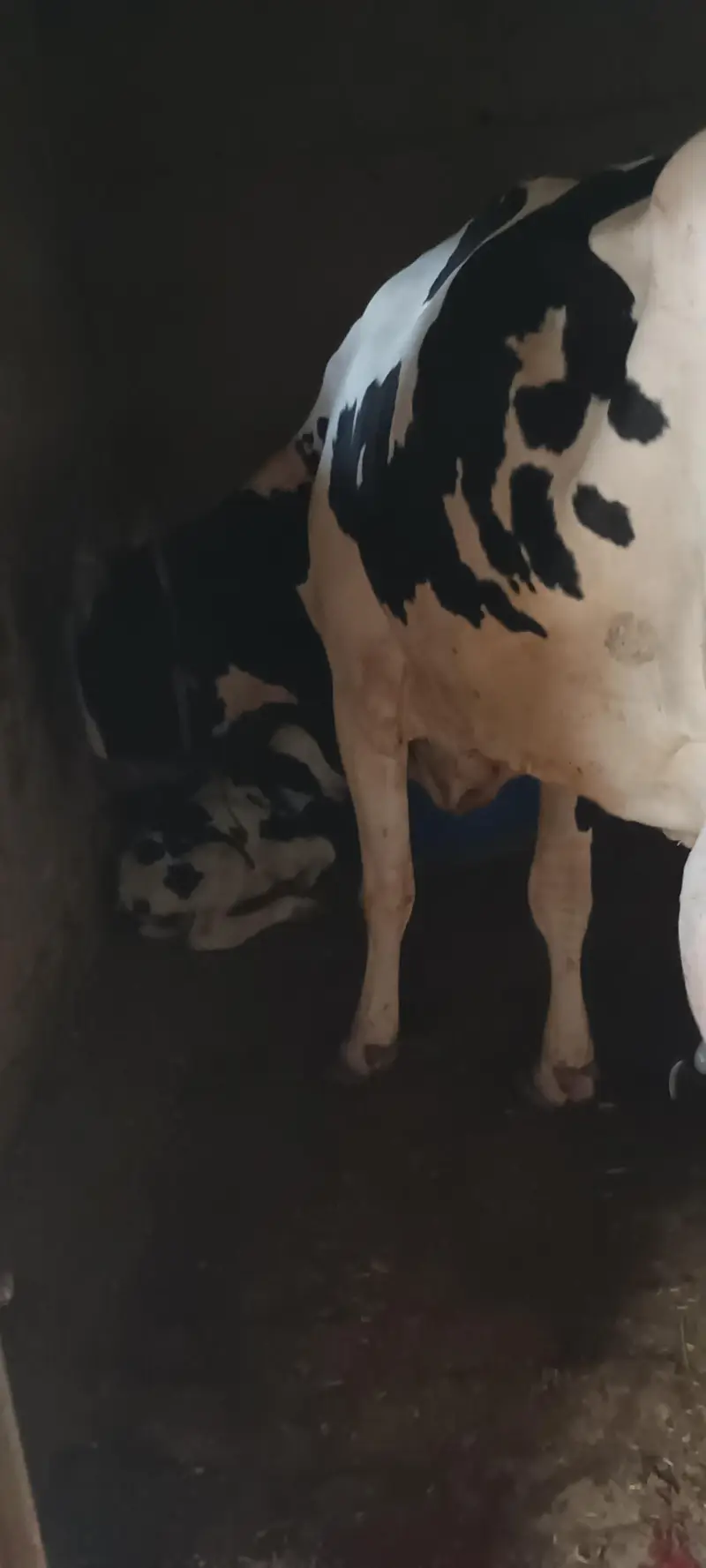 Australian breed cow for sell — photo 2