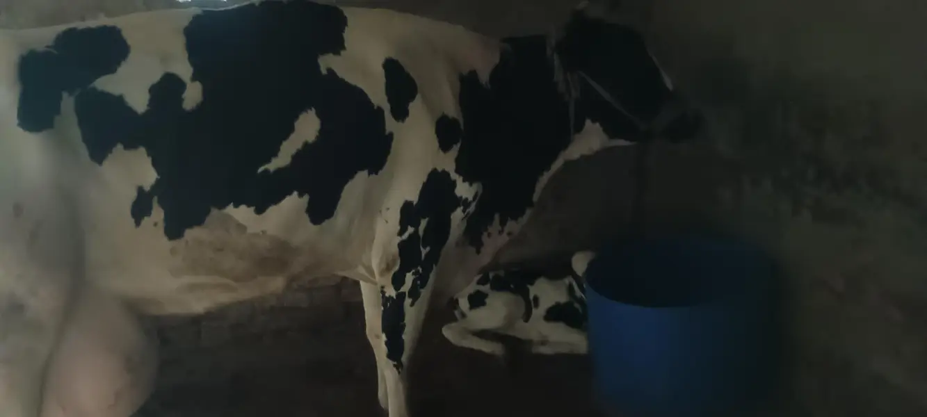 Australian breed cow for sell — photo 3
