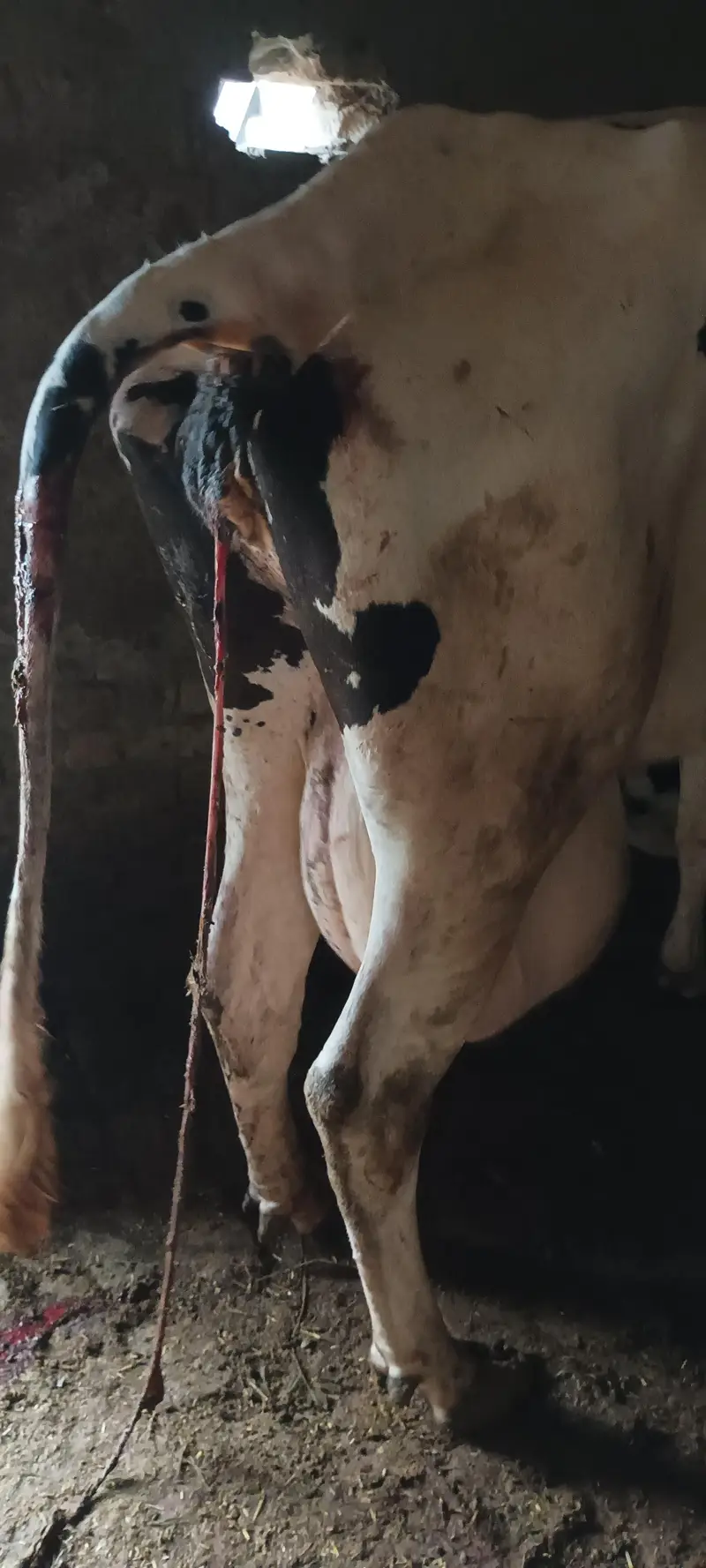 Australian breed cow for sell — photo 4
