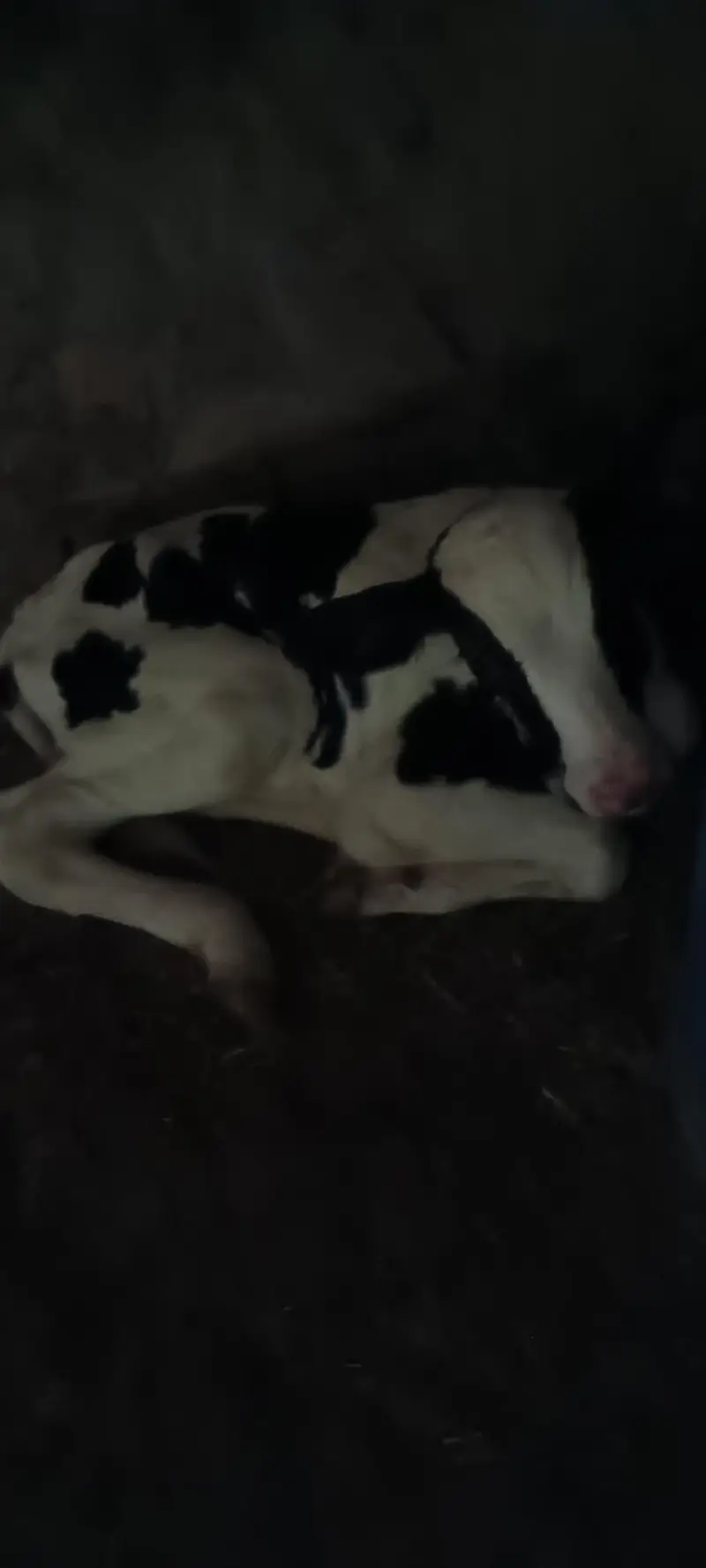Australian breed cow for sell — photo 5