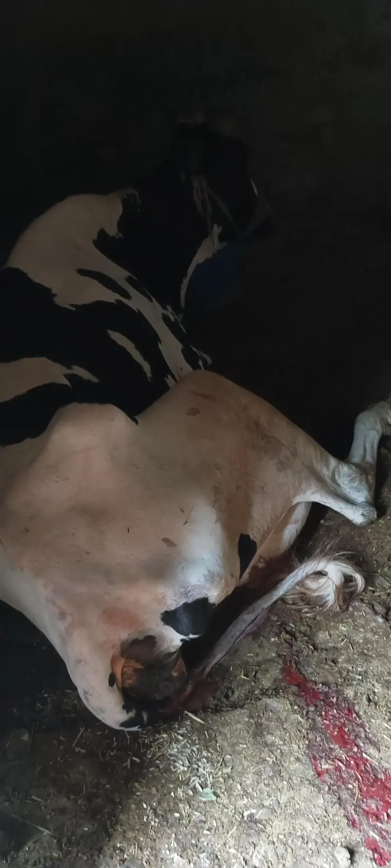 Australian breed cow for sell — photo 6