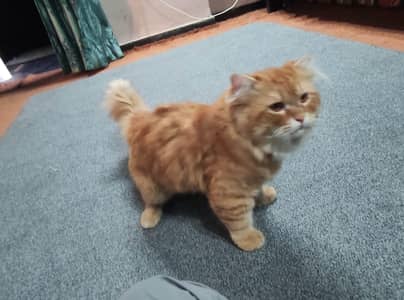 Male Cat for Adoption