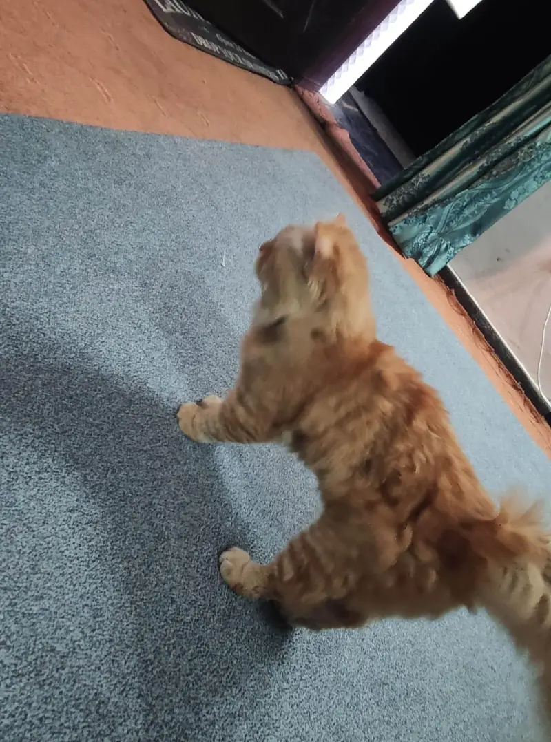 Male Cat for Adoption — photo 2