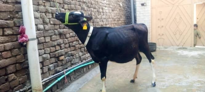 freazen cow