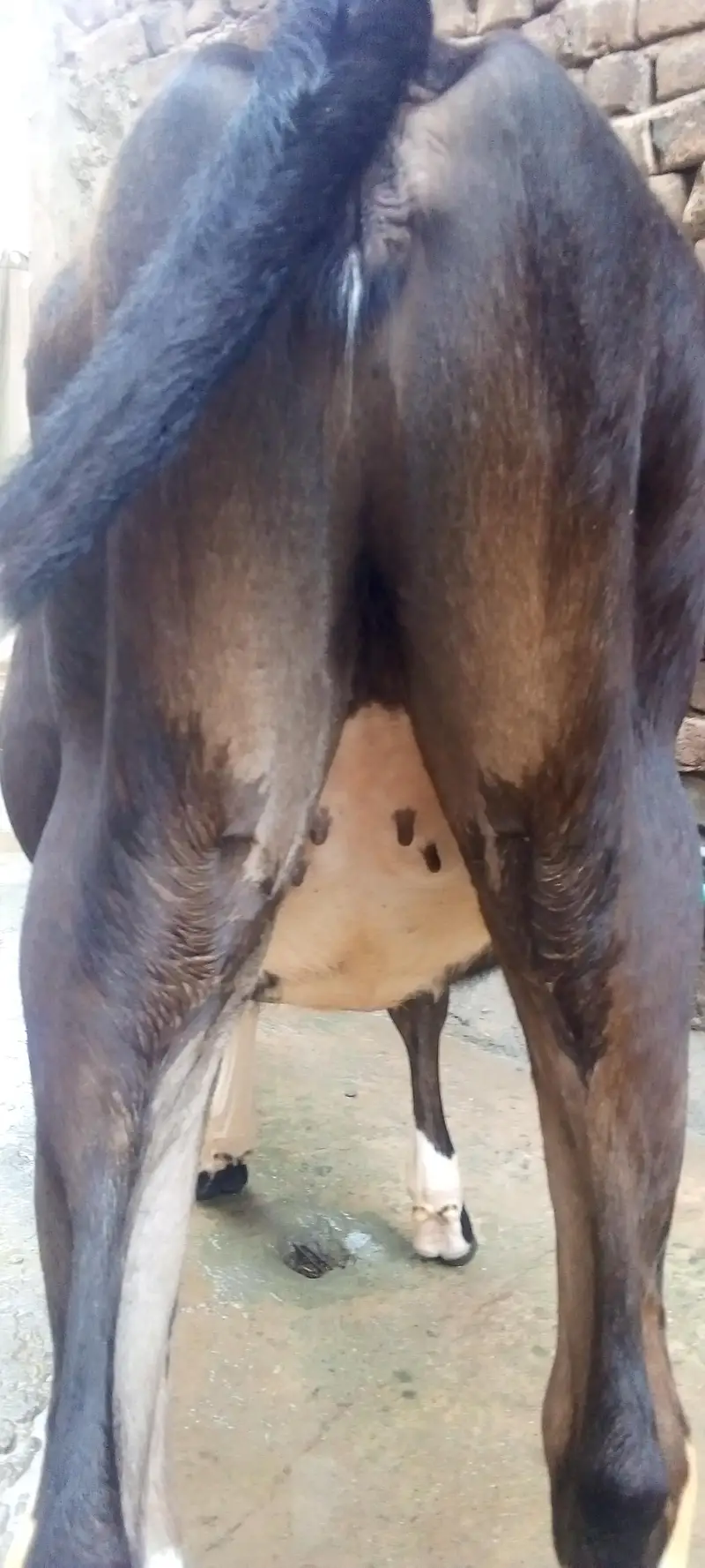 freazen cow — photo 2