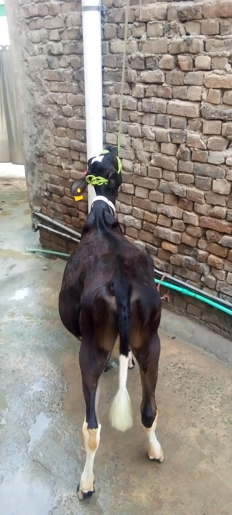freazen cow — photo 3