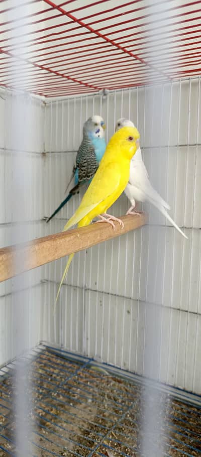 budgie pair