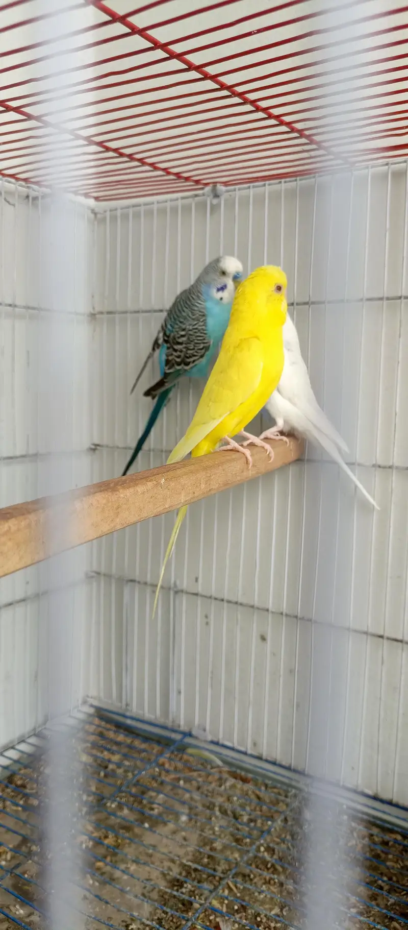 budgie pair — photo 2
