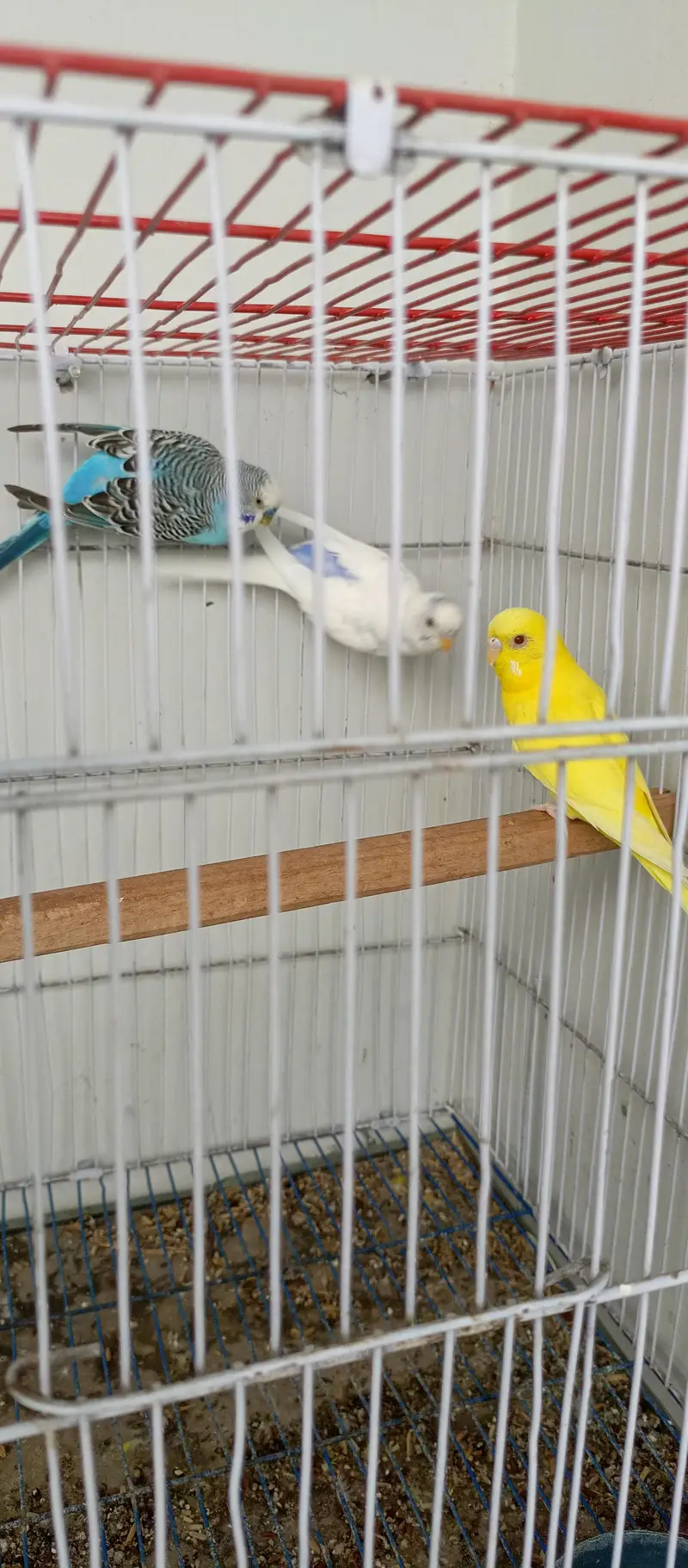 budgie pair — photo 3