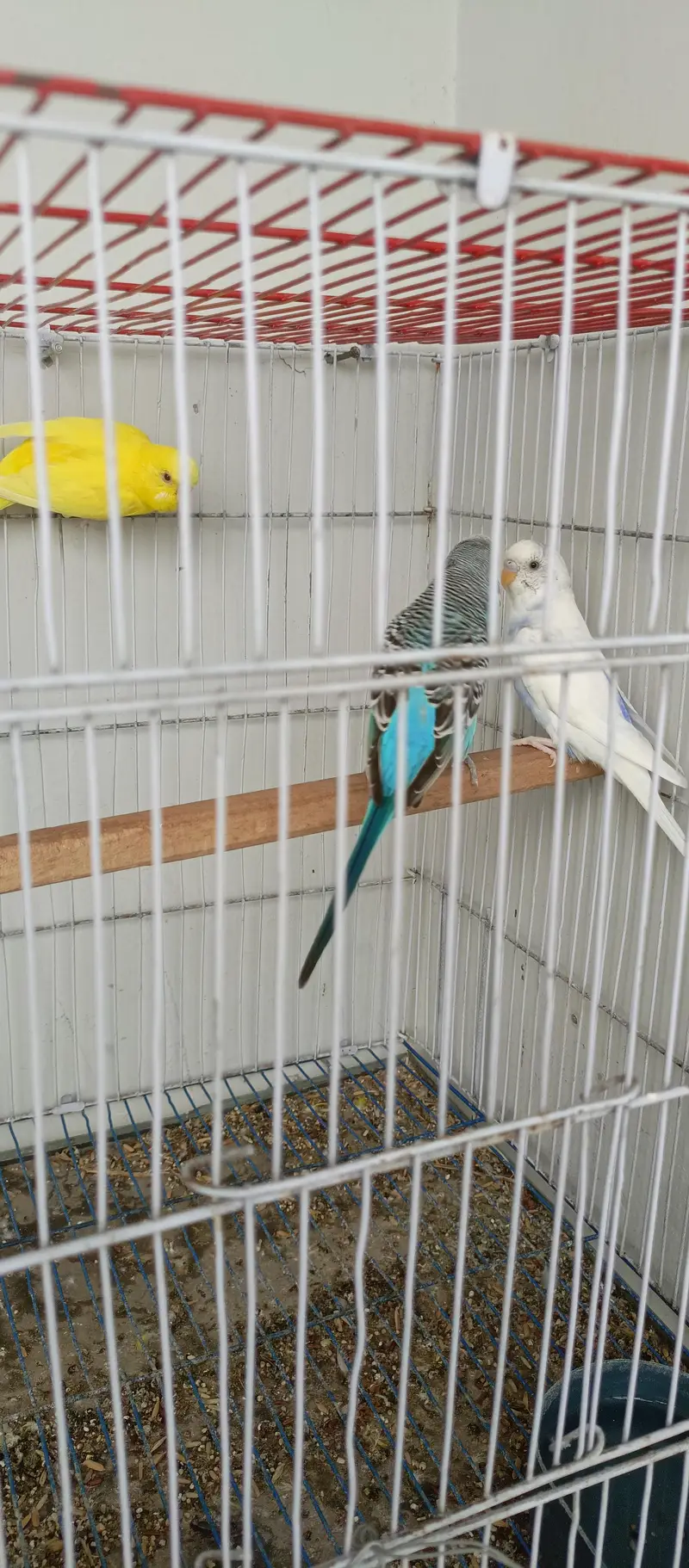 budgie pair — photo 4