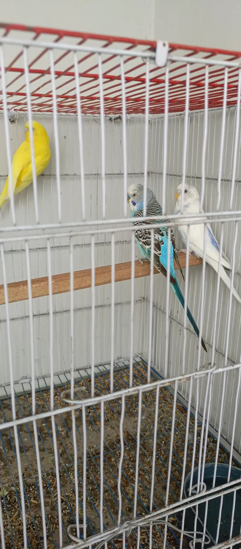 budgie pair — photo 5